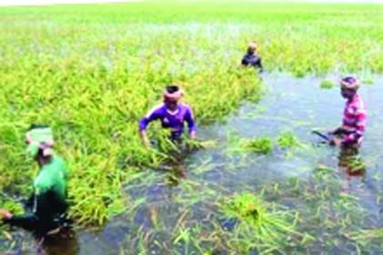 কালকিনিতে বাঁধ ভেঙে তলিয়ে গেছে ৩ হাজার হেক্টর জমির ধান

