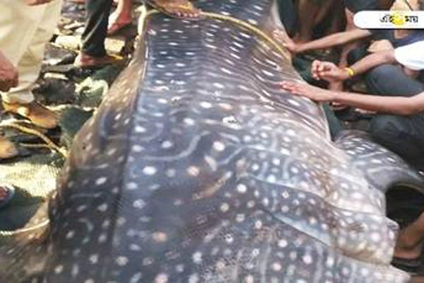 উপকূলে ২৫০ কেজির বিরল প্রজাতির হাঙর!