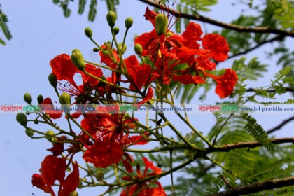 ফুলের রঙে সেজেছে পাহাড়

