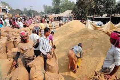 সিংড়ায় ৪০ কেজিতে নয়, প্রতি মণ ধানে ৪১ কেজি!

