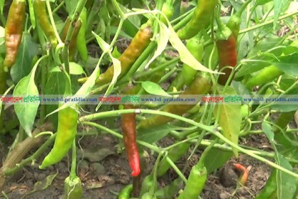 পঞ্চগড়ে গাছেই পচে নষ্ট হচ্ছে মরিচ, দিশেহারা চাষিরা