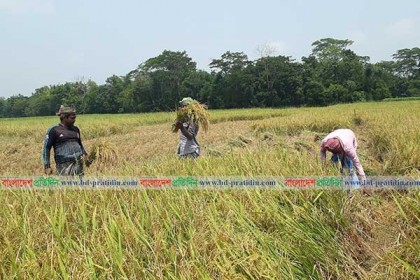 বোরো ধান নিয়ে কৃষকের মাথায় হাত, কেজিপ্রতি লোকসান ৪ টাকা