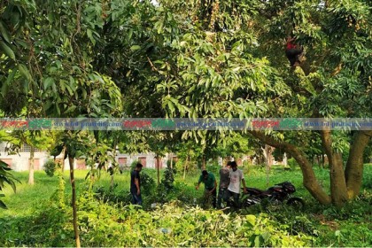 রাবিতে সেই বাগানের লিচু লুট করল ছাত্রলীগ