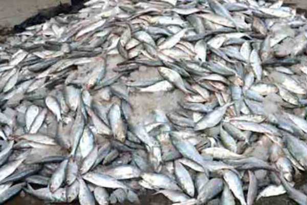 রাজধানীতে ২০ টন জাটকা জব্দ, ৯ জনের দণ্ড