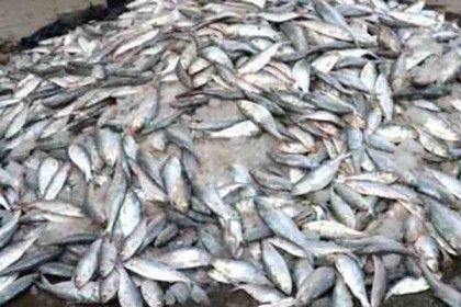 রাজধানীতে ২০ টন জাটকা জব্দ, ৯ জনের দণ্ড