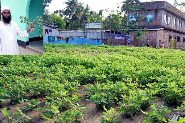 বিশ্বনাথে বাদাম চাষে সাফল্য
