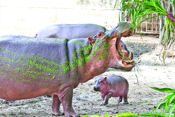 জলহস্তি পরিবারে নতুন অতিথি প্রিন্স