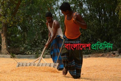 বগুড়ার চরে ভুট্টার বাম্পার ফলন, চাষিদের মুখে হাসি
