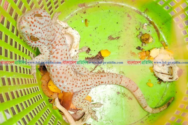 বগুড়ায় বিরল প্রজাতির তক্ষক উদ্ধার
