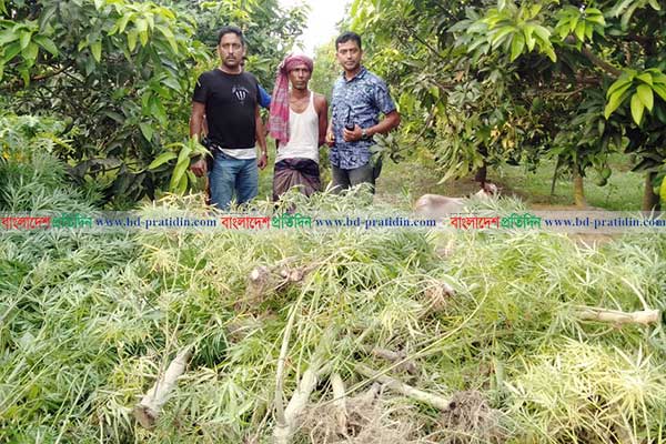 দিনাজপুরে আম বাগানে গাঁজা চাষ, কেয়ারটেকার আটক