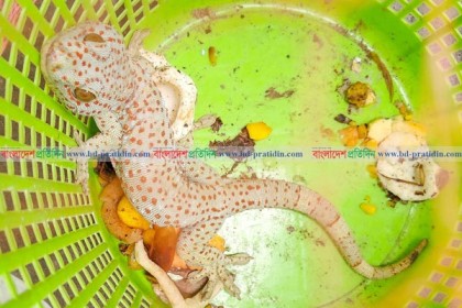 বগুড়ায় বিরল প্রজাতির তক্ষক উদ্ধার