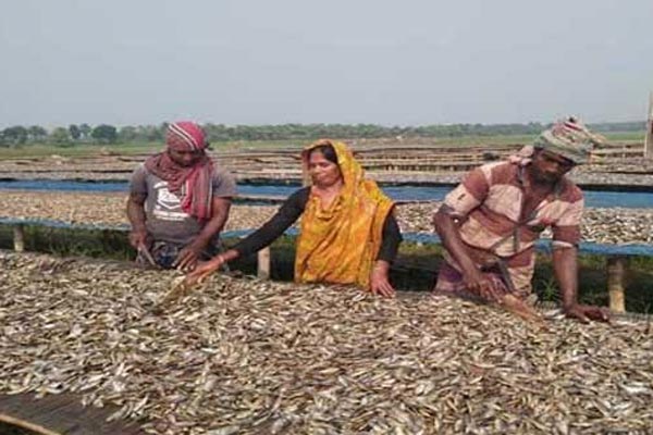 সুন্দরবনের শুটকি পল্লীর জেলে-ব্যবসায়ীদের মুখে হাসি 