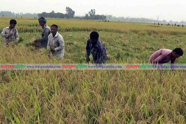 ১ মণ ধানেও মিলছে না ১ কেজি গরুর মাংস!