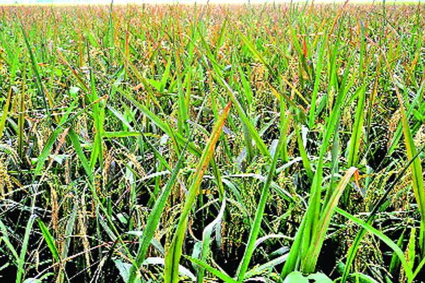 নতুন জাতের সুন্দরী ধান