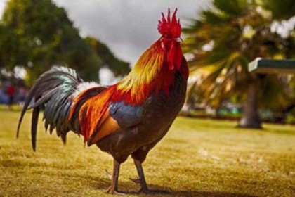একটি মোরগের দাম ১ লাখ ৩২ হাজার টাকা!
