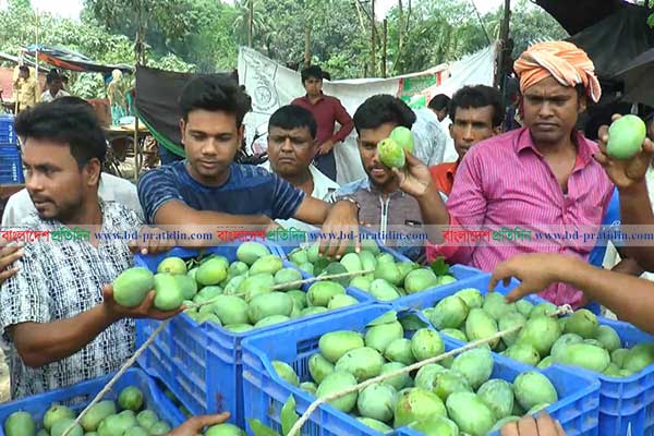 মধুমাসের শুরুতেই নামলো রাজশাহীর আম