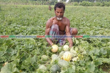 মাগুরায় বাঙ্গি চাষে লাভবান কৃষকরা

