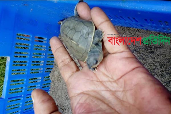 বিলুপ্ত প্রজাতির কচ্ছপের ডিম থেকে ফুটল ২১ বাচ্চা 