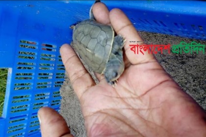বিলুপ্ত প্রজাতির কচ্ছপের ডিম থেকে ফুটল ২১ বাচ্চা 