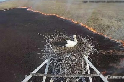 দাবানল থেকে যেভাবে বাসা-ডিম রক্ষা করল সারস (ভিডিও)
