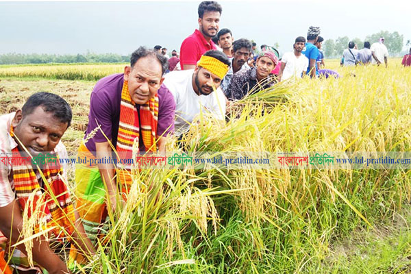 শেরপুরে প্রান্তিক কৃষকের ধান কেটে দিচ্ছে ছাত্র-শিক্ষক ও যুবকরা
