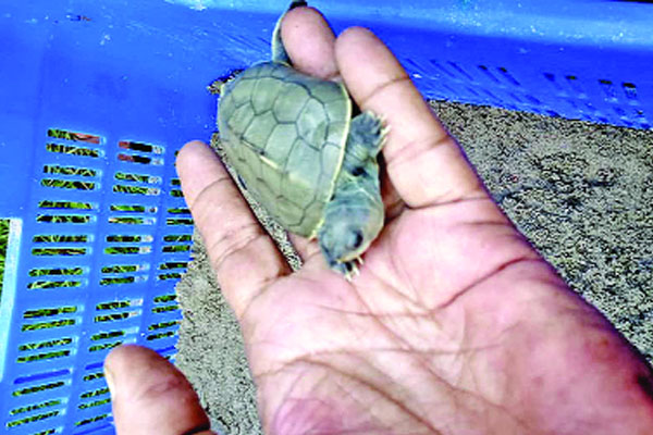 ডিম ফুটে কচ্ছপের ২১ বাচ্চা