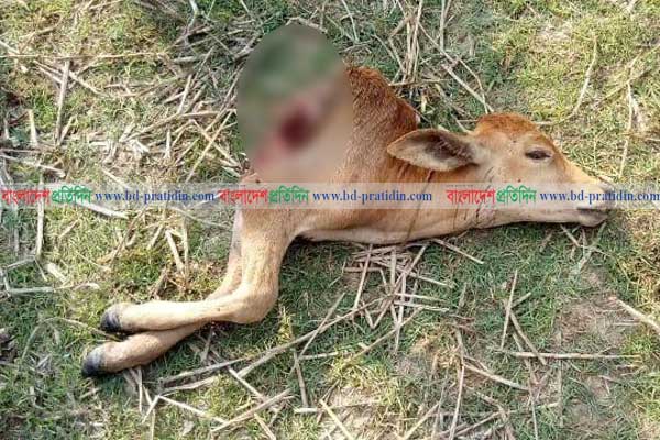 বরগুনার তালতলীতে বাঘ আতঙ্ক, ভীতসন্ত্রস্ত গ্রামবাসী