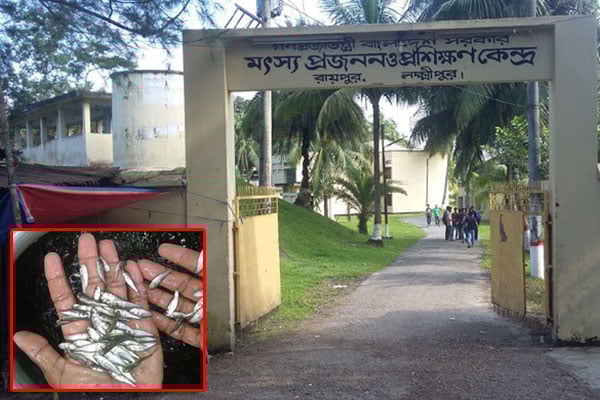 খাদ্যের অভাবে ঝুঁকিতে ৬ কোটি টাকার মা-মাছ