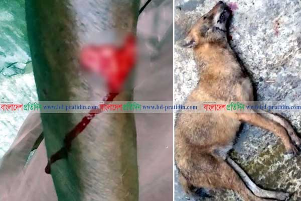 সিলেটে শিয়ালের কামড়ে বৃদ্ধ আহত