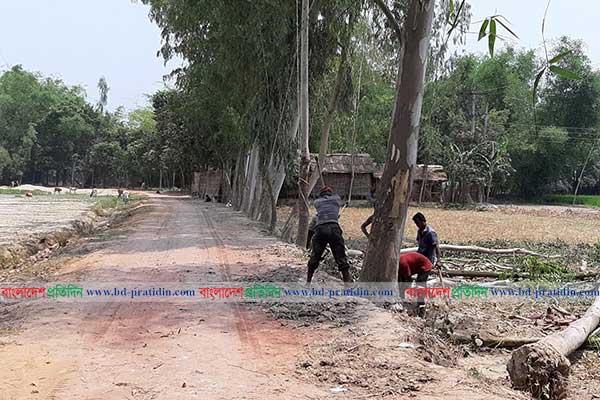 ঠাকুরগাঁওয়ে সরকারি গাছ চুরির হিড়িক!