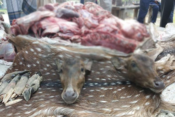 পাথরঘাটায় হরিণের মাথাসহ ৫ মণ মাংস জব্দ