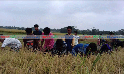 শরীয়তপুরে বিনামূল্যে দরিদ্র কৃষকের ধান কেটে দিল শিক্ষার্থীরা
