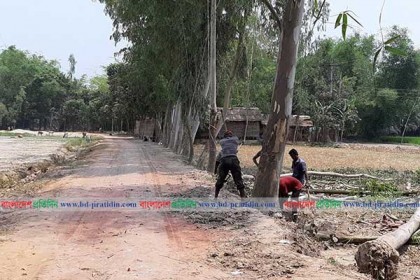 ঠাকুরগাঁওয়ে সরকারি গাছ চুরির হিড়িক!