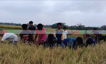 শরীয়তপুরে বিনামূল্যে দরিদ্র কৃষকের ধান কেটে দিল শিক্ষার্থীরা