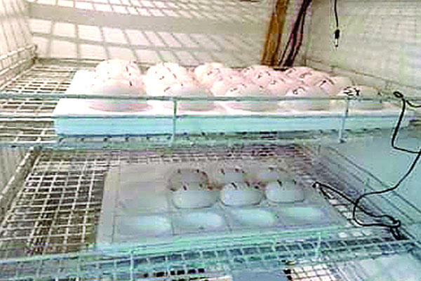 ৩৪ ডিম দিল জুলিয়েট