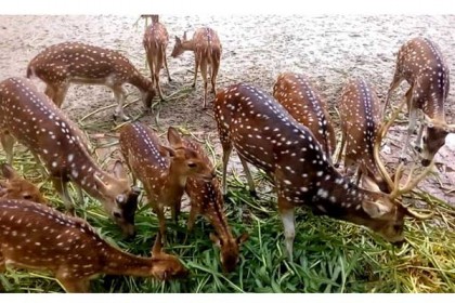 গোপনে যেভাবে চলে হরিণের মাংসের ব্যবসা