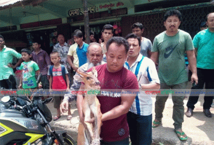 খাগড়াছড়িতে লোকালয়ে ‘মায়া হরিণ’, বন বিভাগে হস্তান্তর