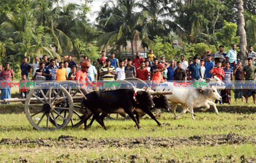 মাগুরায় ঐতিহ্যবাহি গরুর গাড়ি দৌড় প্রতিযোগিতা 