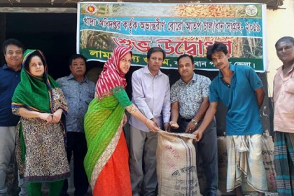 লামায় সরকারিভাবে ধান ক্রয় শুরু, লক্ষ্যমাত্রা ৭৪ মেট্রিক টন