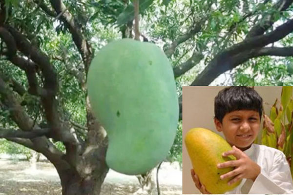 যে আম লম্বায় প্রায় ১ ফুট