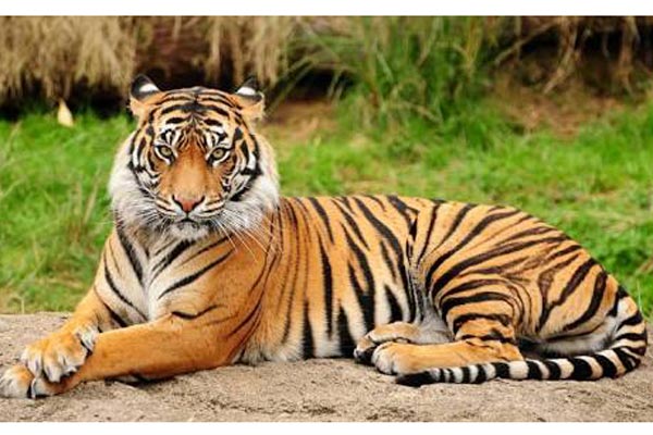 সুন্দরবনে ৩ বছরে বেড়েছে ৮টি বাঘ