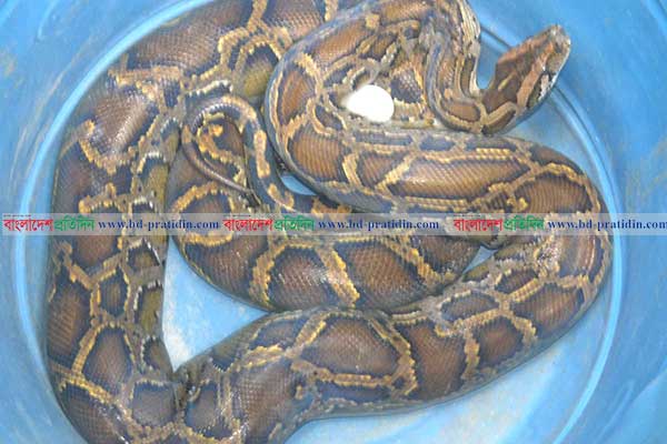 গলাচিপায় মাছের ঘের থেকে অজগর সাপ উদ্ধার