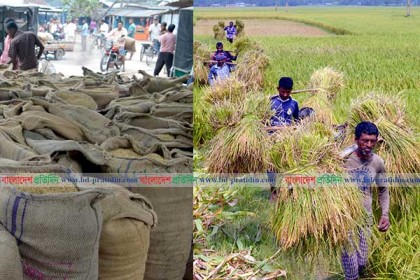 ঠাকুরগাঁওয়ে ধানের কেজি ৮ টাকা, বিপাকে চাষিরা