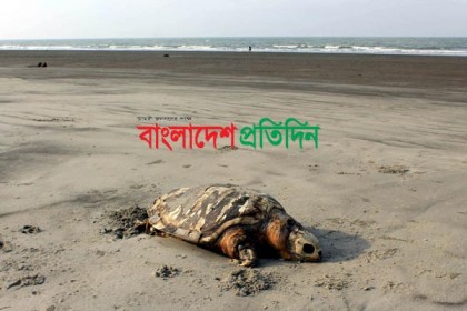 কুয়াকাটায় ভেসে আসছে বিরল প্রজাতির মৃত কচ্ছপ