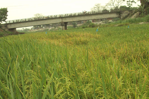 ঠাকুরগাঁওয়ের ১১টি নদী হুমকির মুখে