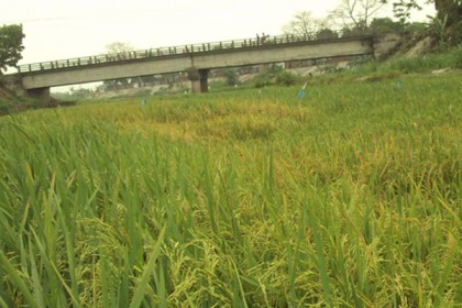 ঠাকুরগাঁওয়ের ১১টি নদী হুমকির মুখে