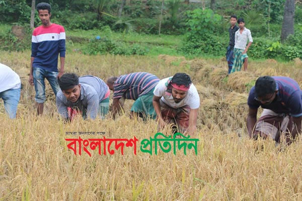 কৃষকের ধান কেটে বাড়ি পৌঁছে দিল মমেক ছাত্রলীগ