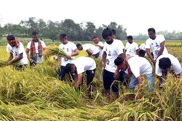 দিনাজপুরে কৃষকের ধান কেটে মাড়াই করল ছাত্রলীগ