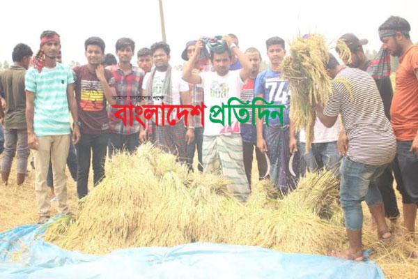 নীলফামারীতে কৃষকের ধান কেটে বাড়ি পৌঁছে দিল ছাত্রলীগ