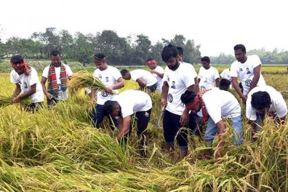 দিনাজপুরে কৃষকের ধান কেটে মাড়াই করল ছাত্রলীগ